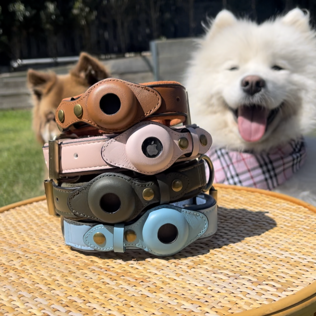 Pet Collars and Leads